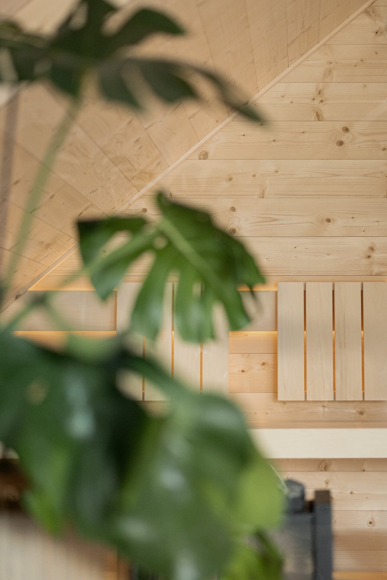 Detail einer puristischen Sauna aus hellem Holz unter einer Dachschräge mit geradliniger Rückenlehne im Hintergrund und Pflanze im Vordergrund